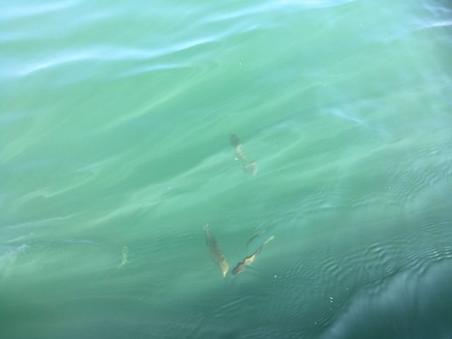fish